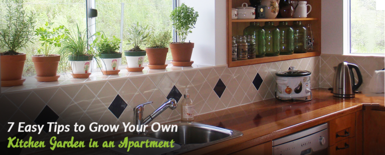 7 Easy Tips to Grow Your Own Kitchen Garden in an Apartment